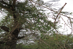 Pentatropis capensis